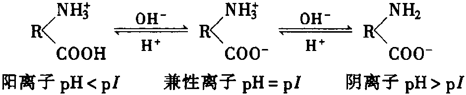 二、蛋白質(zhì)的兩性電離和等電點(diǎn)